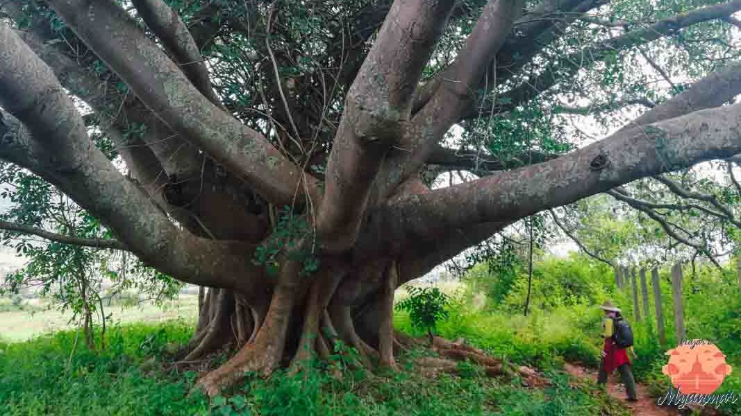 arbol de buda, trekking al lago inle, myanmar