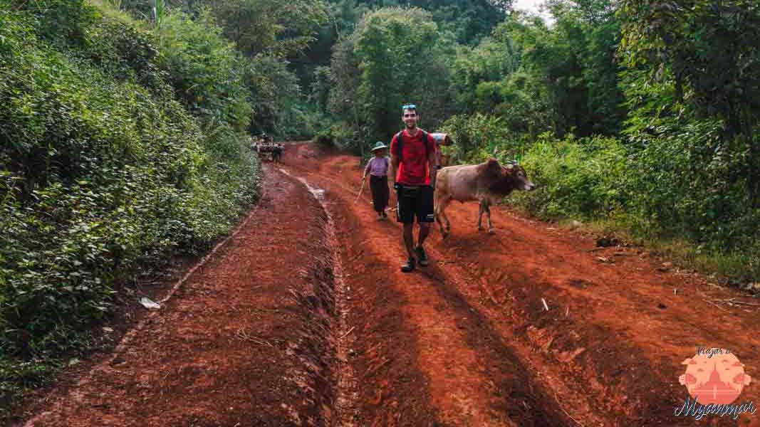 bufalos trekking lago inle